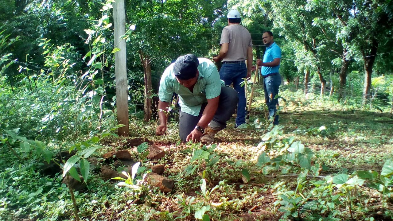 Reforesta2